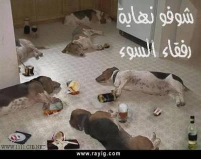 chien